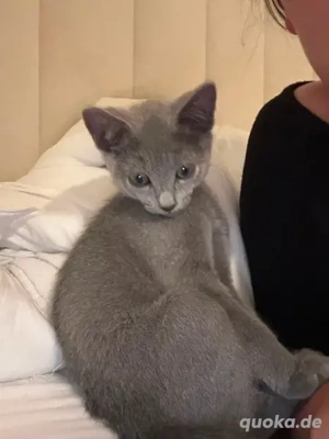 Russisch Blau mit Stammbaum Abgabebereit! Bild 5