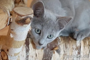 Russisch Blau mit Stammbaum Abgabebereit! Bild 3