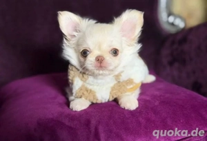 Teya ist ein entzückender Welpe