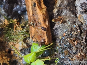 Epipedobates Antonyi 0.0.12 abzugeben ab Februar 