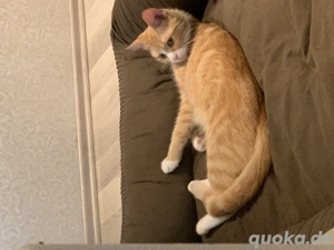 2 Katzen in liebevolles Zuhause abzugeben  Bild 4