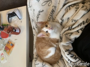 2 Katzen in liebevolles Zuhause abzugeben  Bild 2