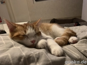 2 Katzen in liebevolles Zuhause abzugeben  Bild 3