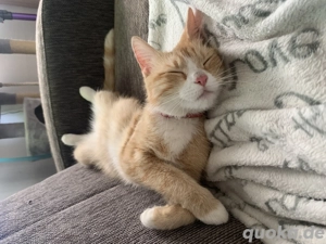 2 Katzen in liebevolles Zuhause abzugeben  Bild 7