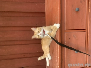 2 Katzen in liebevolles Zuhause abzugeben  Bild 8