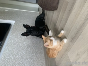 2 Katzen in liebevolles Zuhause abzugeben  Bild 5