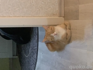 2 Katzen in liebevolles Zuhause abzugeben  Bild 6