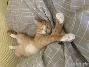 2 Katzen in liebevolles Zuhause abzugeben  Bild 9