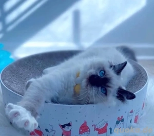 Bezaubernde Ragdoll-Reinrassige Kätzchen