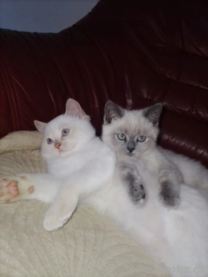 BKH kitten männlich und weiblich, abholbereit. 300 pro Kitten