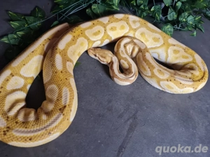 Königspythons zu verkaufen 