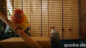 Pfirsichköpfchen Henne, handzahm mit DNA Zertifikat 