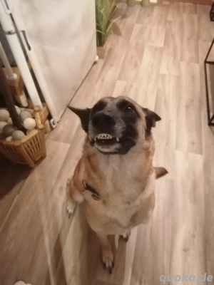 Malinois Schäferhund 