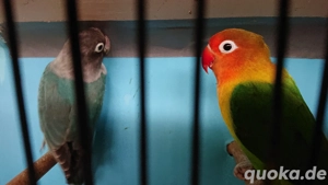 Mehrere Junghennen mit DNA Zertifikat , Pfirsichköpfchen, Russköpfchen, Unzertrennliche 