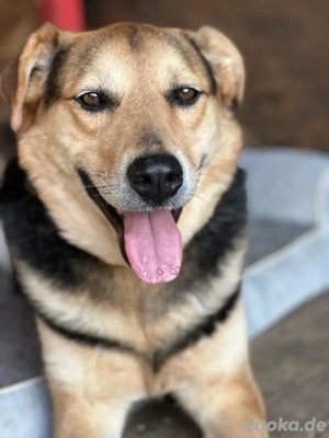 ruhiger Clyde sucht sein Körbchen