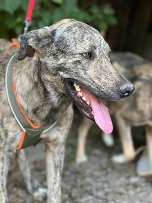 der große Tiger sucht schmuseeinheiten