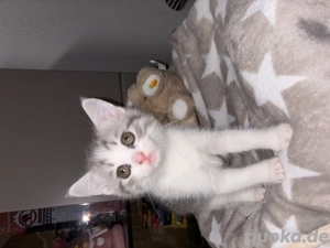 Britisch Kurzhaar Mädchen Blue Silver Tabby 