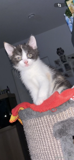 Britisch Kurzhaar Tricolor Mädchen 