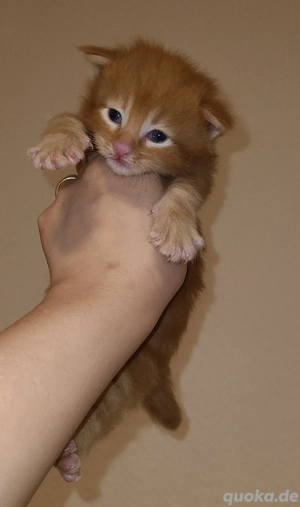 Main Coon  Kitten XXL