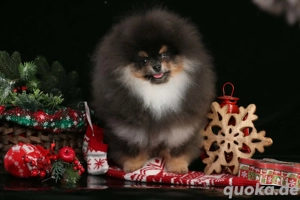 Pomeranian Spitz Deckrüde typvoller Bären