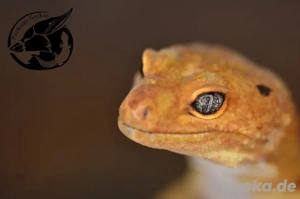 Gerne auch Tausch ! 1.0 Adult Mandarin het Eclipse