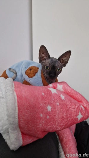 Canadian Sphynx Mädchen 6 monate alt