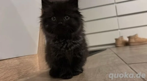 Blh kitten black smoke 