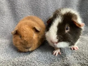 Meerschweinchen Böckchen 