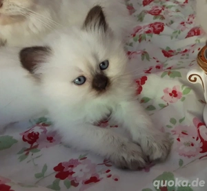 Kitten red & chocolate point Birma x Sibirische Neva ab März dann 3 Monate alt gechipt & 1x geimpft