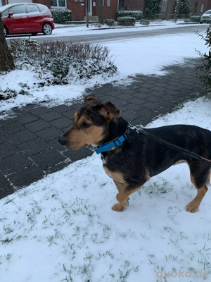 ,,dringend Liebevolles für immer  Zuhause gesucht!