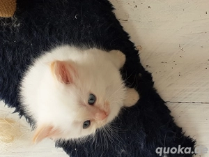 Kitten red und chocolate point Birma x Sibirische Neva ab März und dann 3 Monate alt