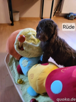 Klein und Mittelpudel