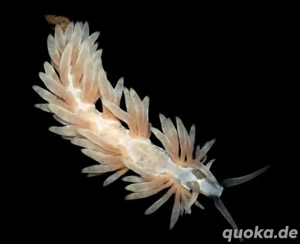 Suche Berghia Schnecken!! 