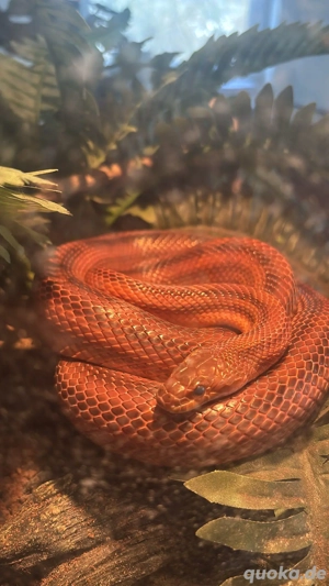 Private Reptilien-Hilfe Bild 8