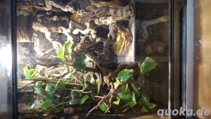Private Reptilien-Hilfe Bild 7