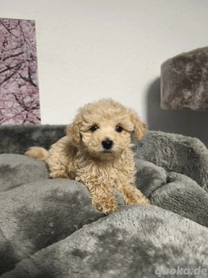 Zuckersüßes Maltipoowelpen 