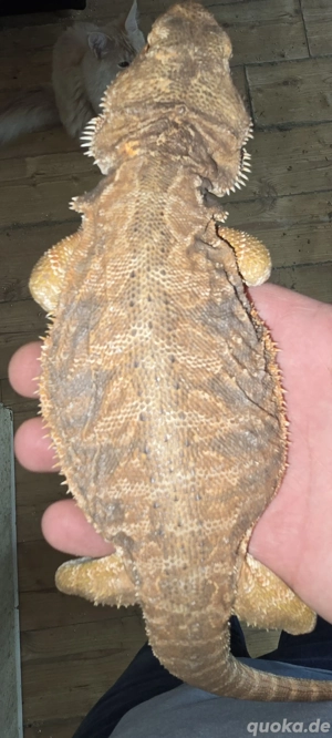 1,3 Bartagamen preis für alle zusammen 