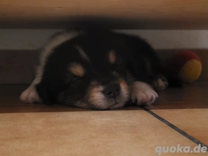 Reinrassige Australien Sheperd Welpe