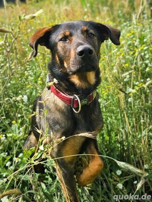 Loki - Einzelperson wäre gut 