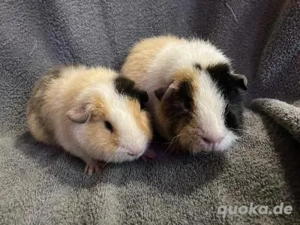 Meerschweinchen Mädchen 