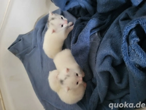 katzenbabys 2,5 monate alt