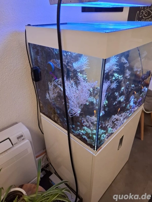 Meerwasser Aquarium 200l 