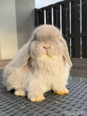 Minilop * Mini lop * Zwergwidder * Zwergkaninchen
