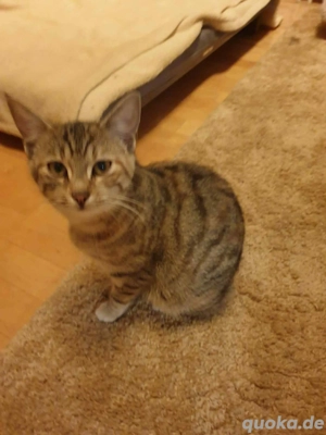 Rosa ist ein bezauberndes kleines Tigermädel