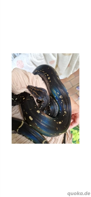 IMG Sonoran Boa pos het leopard, Anery, VPI und Sharp