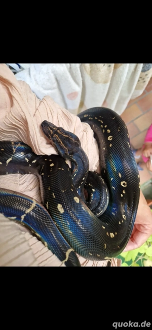 IMG Sonoran Boa pos het leopard, Anery, VPI und Sharp Bild 2