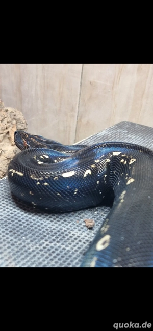 IMG Sonoran Boa pos het leopard, Anery, VPI und Sharp Bild 3