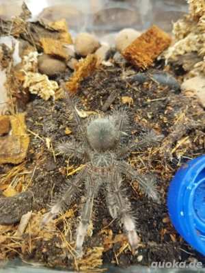 Vogelspinnen - Theraphosa Stirmi NZ11 25