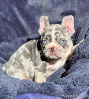 Französische Bulldoggen Welpen suchen ein schönes Zuhause
