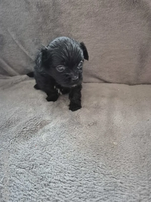 Süße Mischlings Hunde